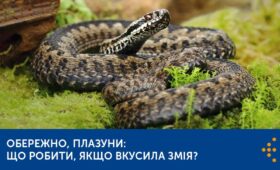 Обережно, плазуни: що робити, якщо вкусила змія?